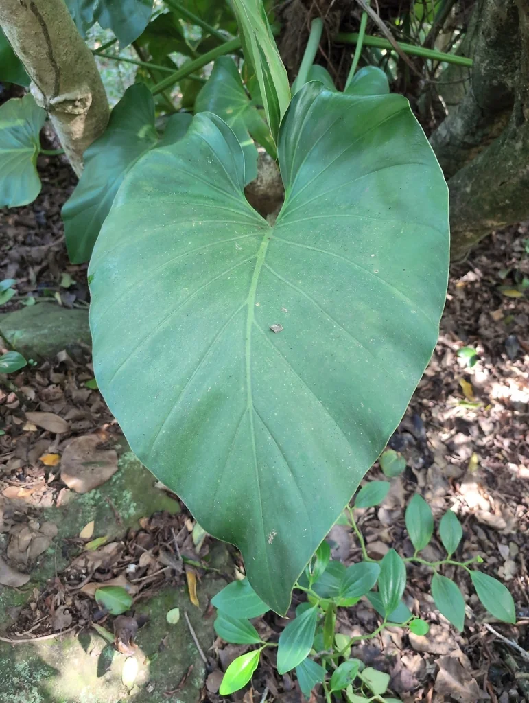Philodendron Giganteum