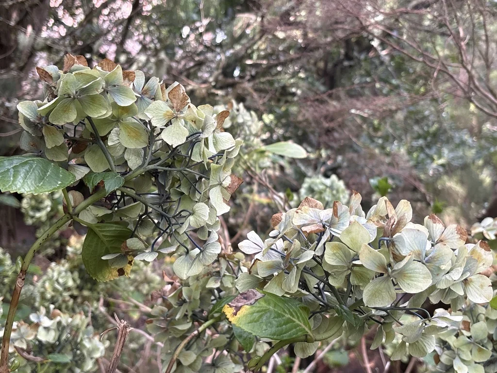 Hydrangea macrophylla