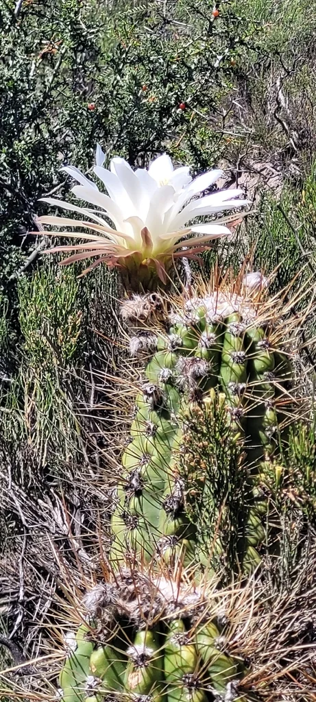 Echinopsis Candicans