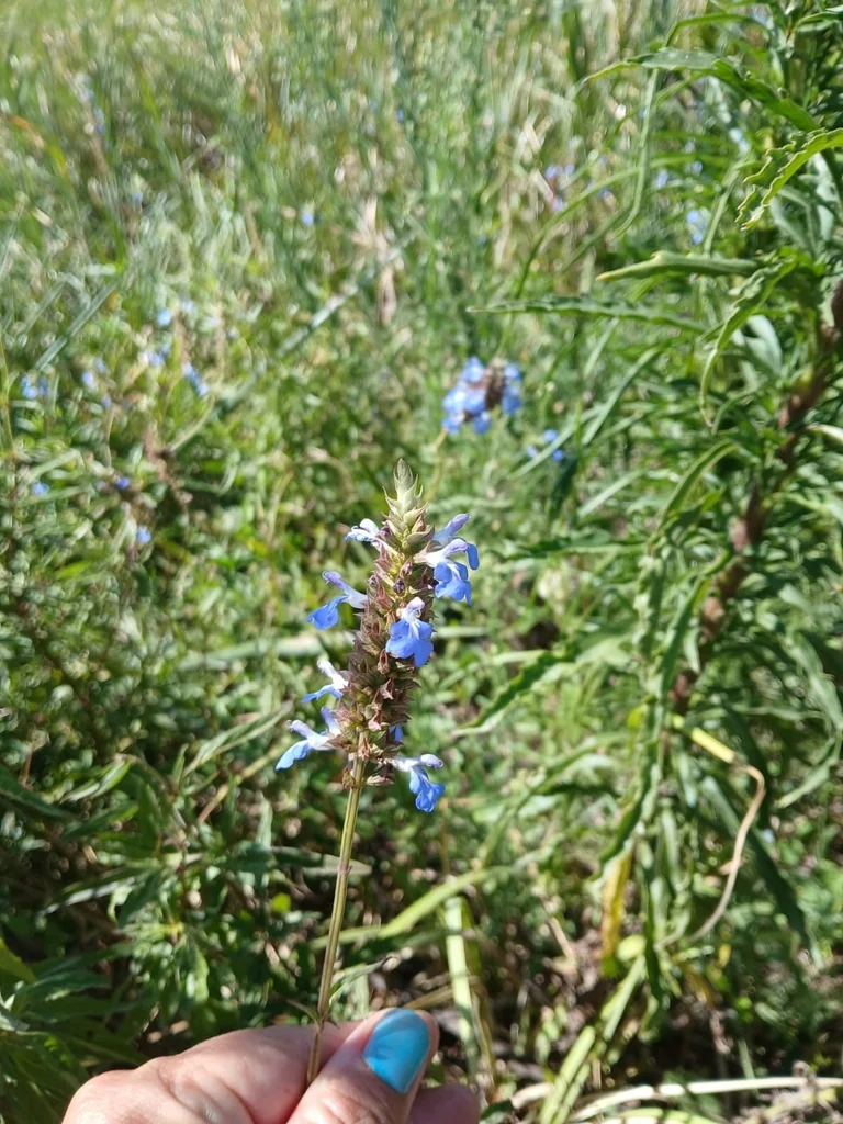 Salvia Uliginosa