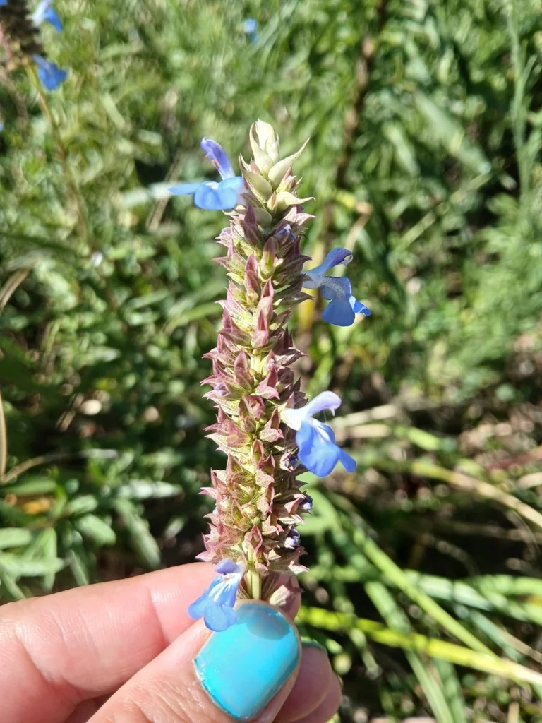 Salvia Uliginosa