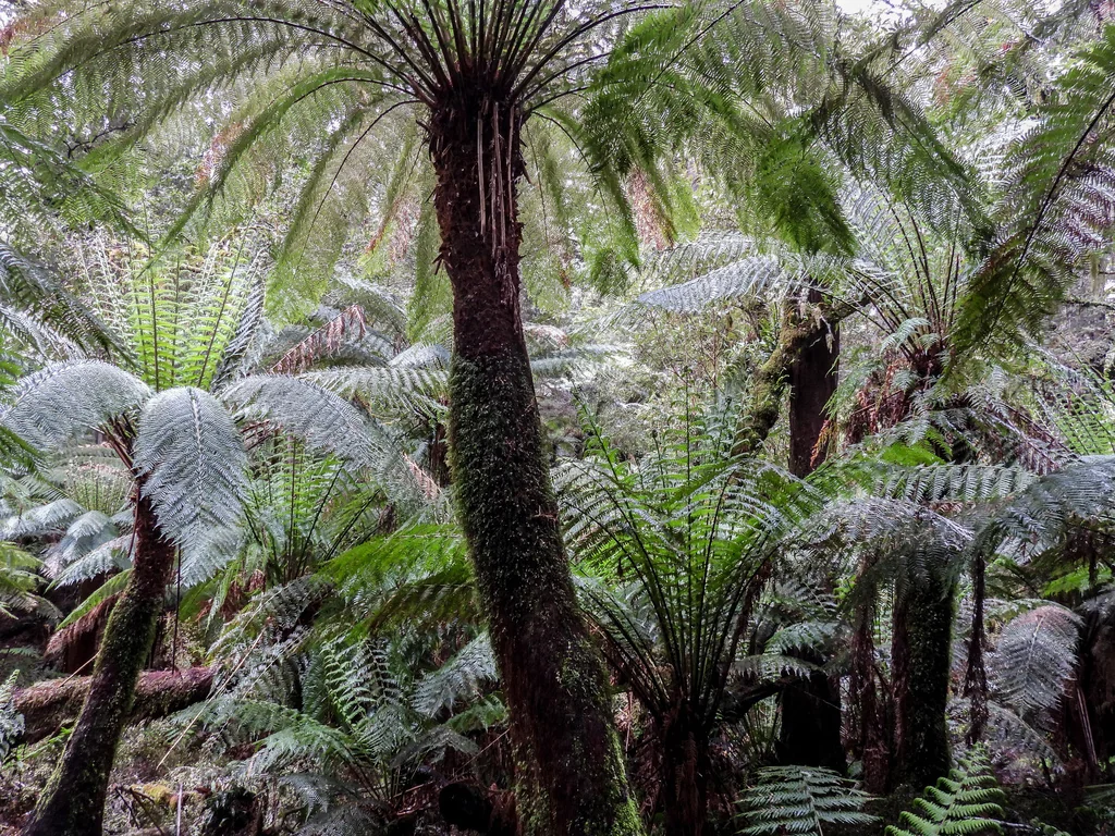 Dicksonia Antarctica
