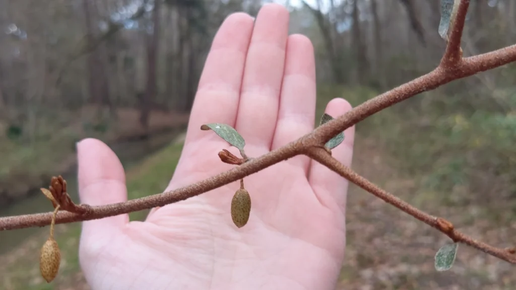 Elaeagnus Pungens