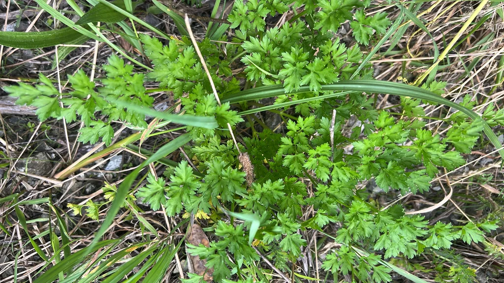 Petroselinum Crispum
