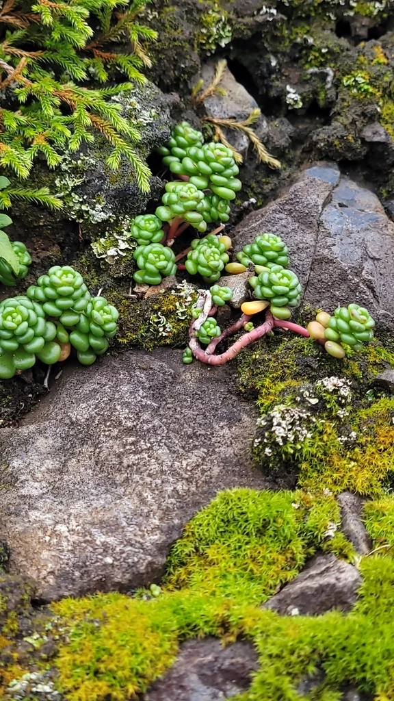 Sedum Oreganum