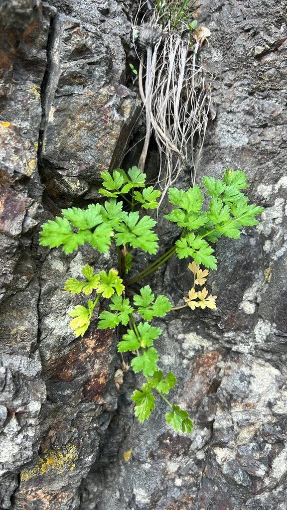 Petroselinum Crispum