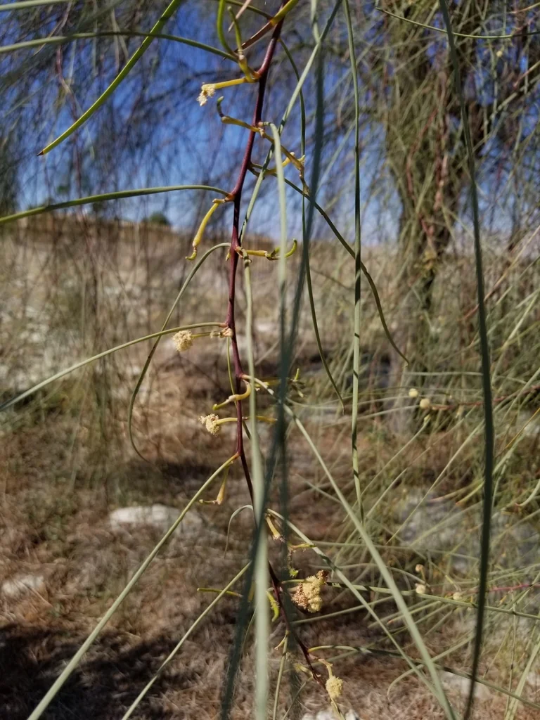 Acacia Stenophylla