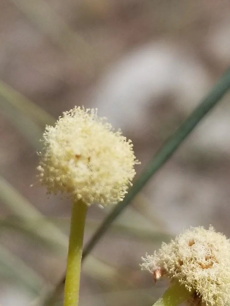 Acacia Stenophylla