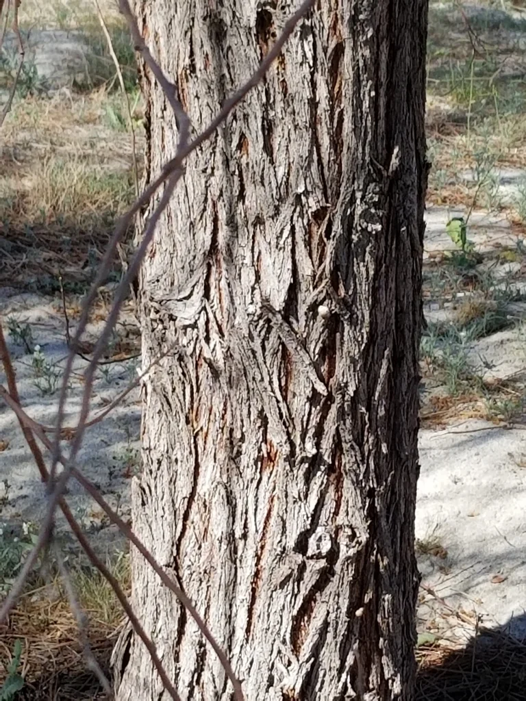 Acacia Stenophylla