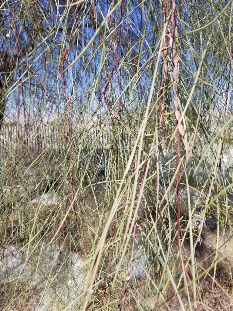 Acacia Stenophylla