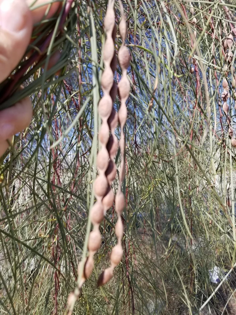 Acacia Stenophylla