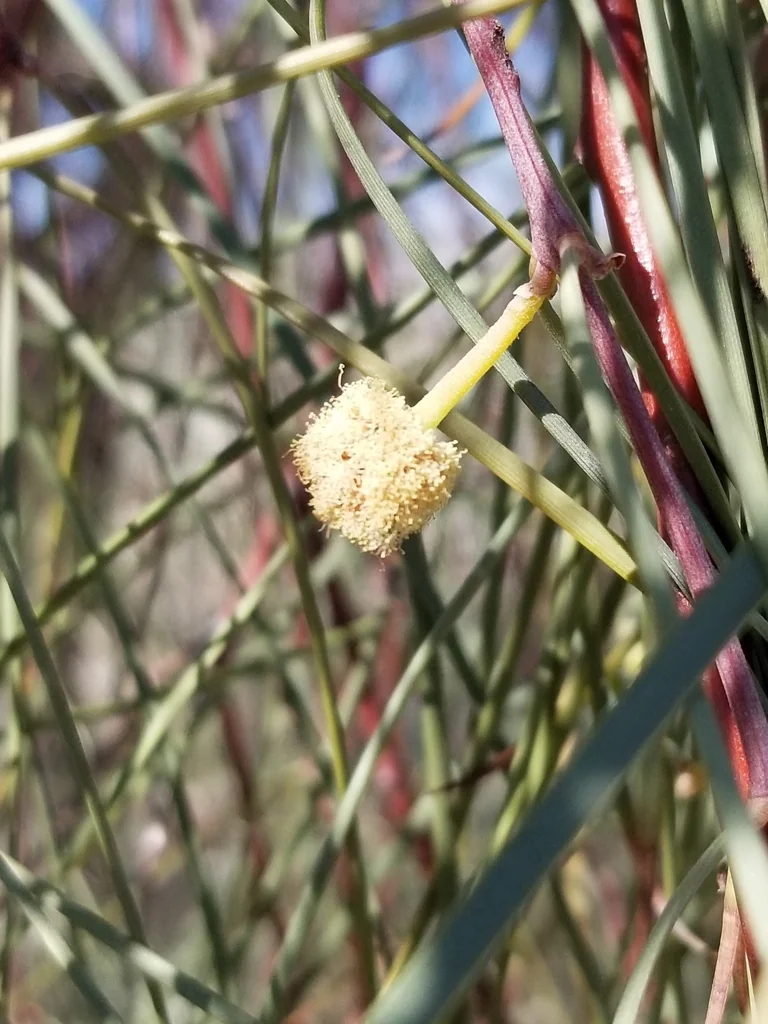Acacia Stenophylla
