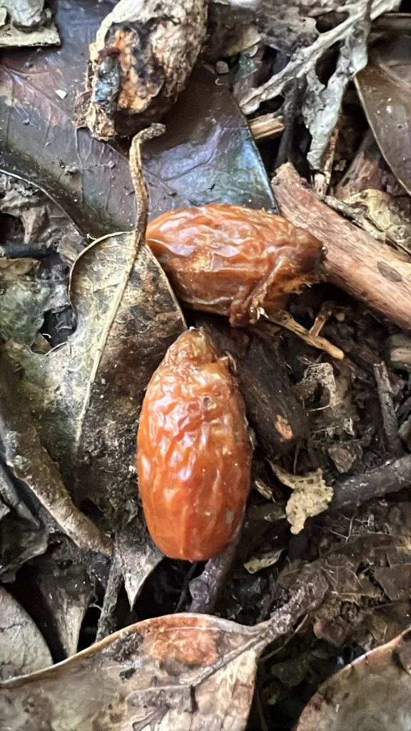 Corynocarpus Laevigatus