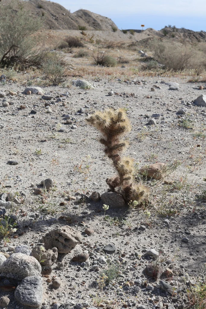 Cylindropuntia Bigelovii