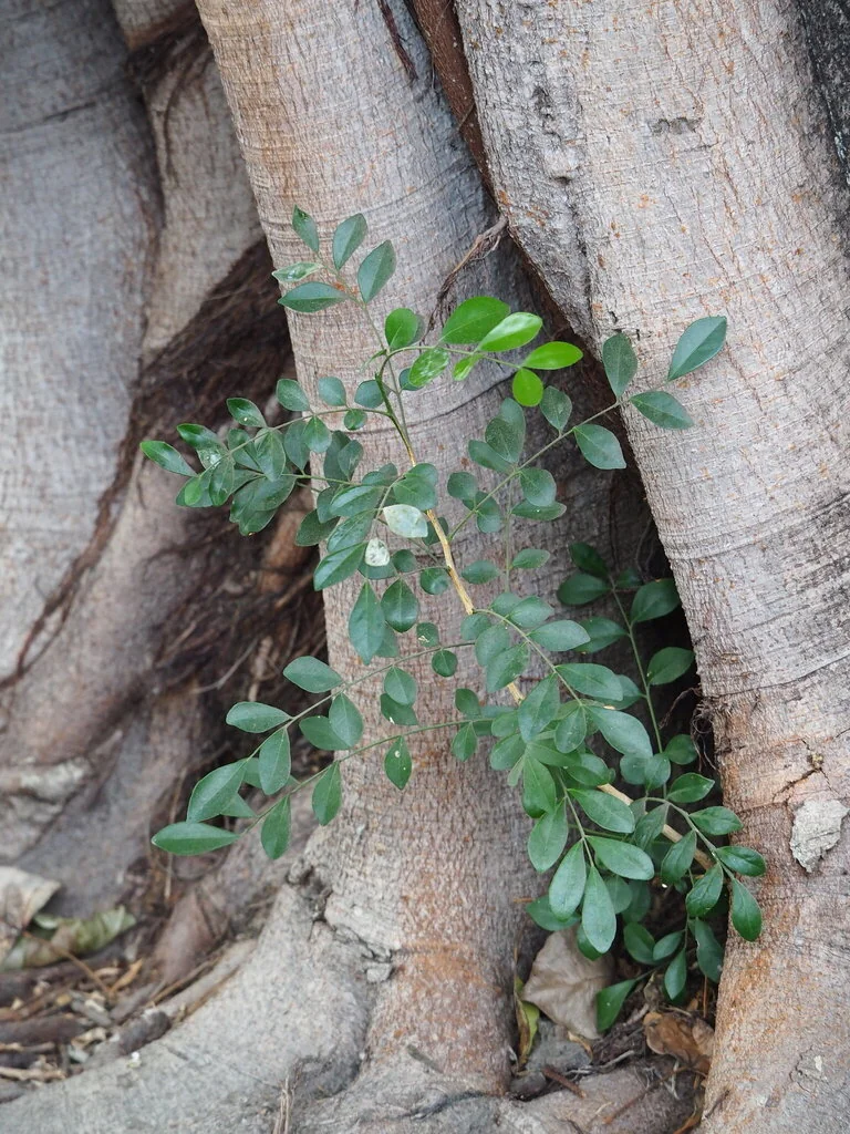 Murraya Paniculata