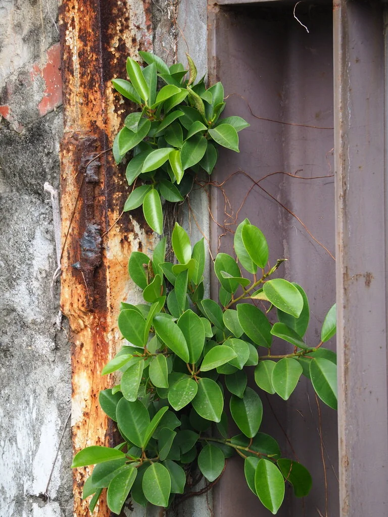 Ficus microcarpa
