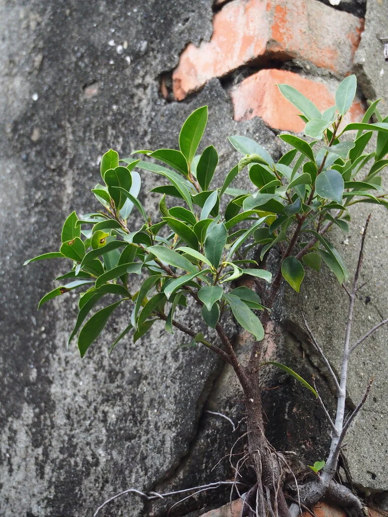 Ficus microcarpa