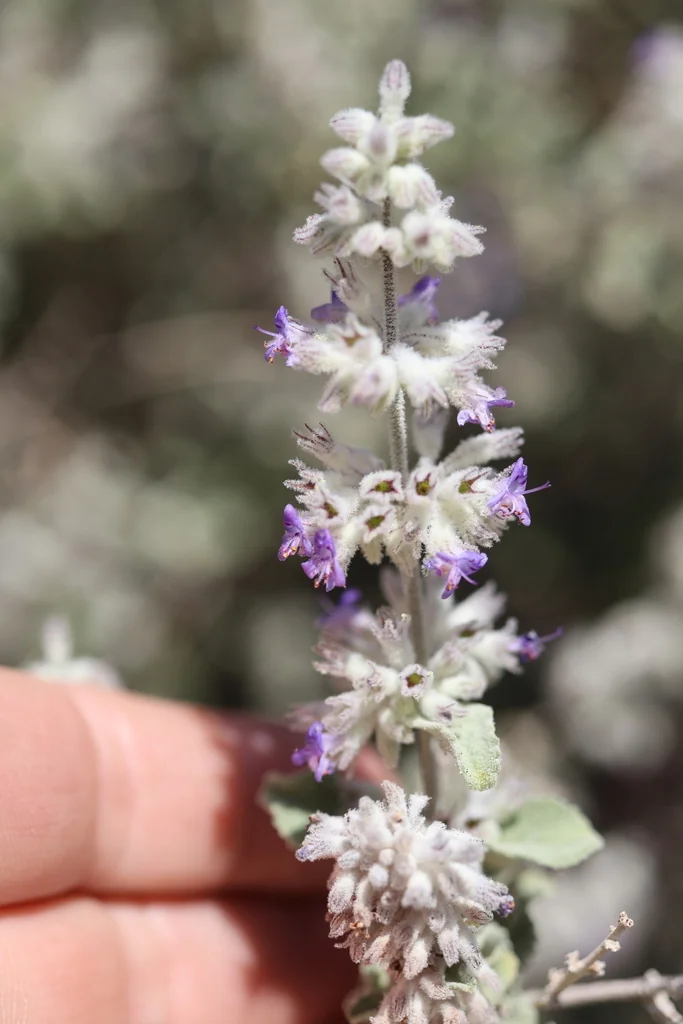 Hyptis Emoryi