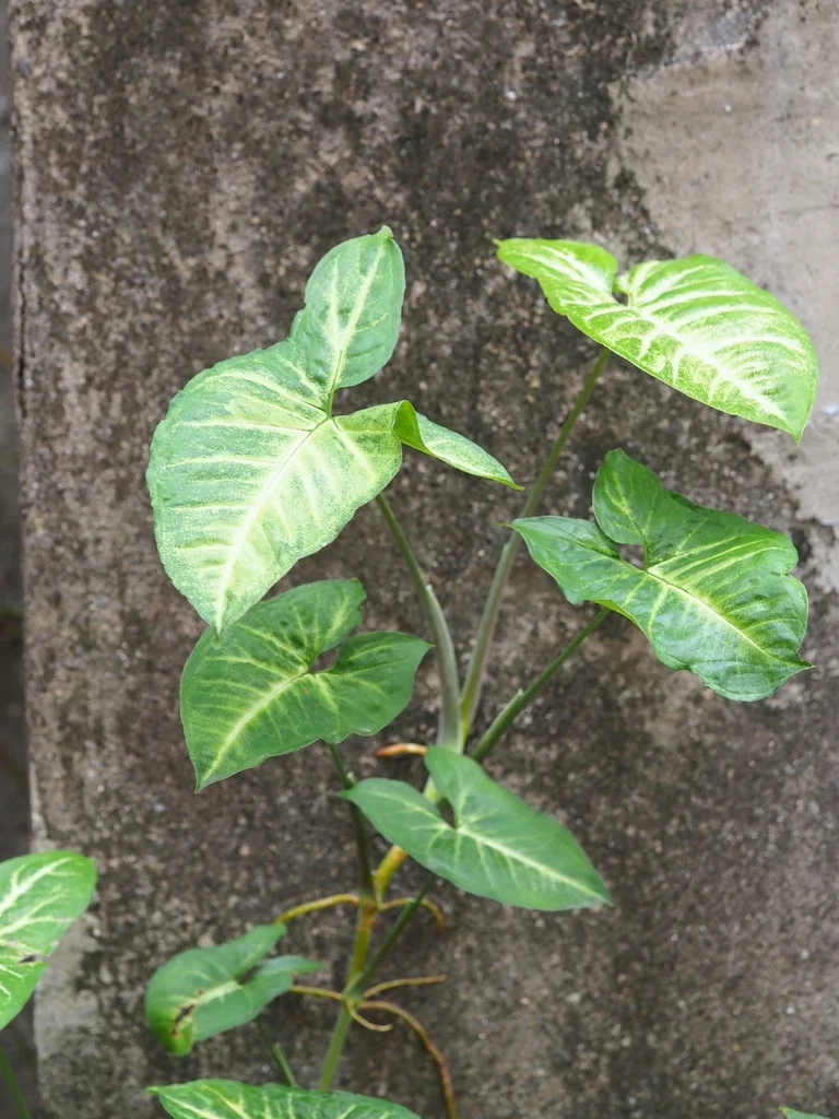 Syngonium podophyllum