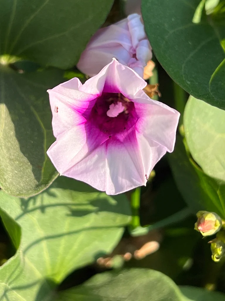 Ipomoea batatas
