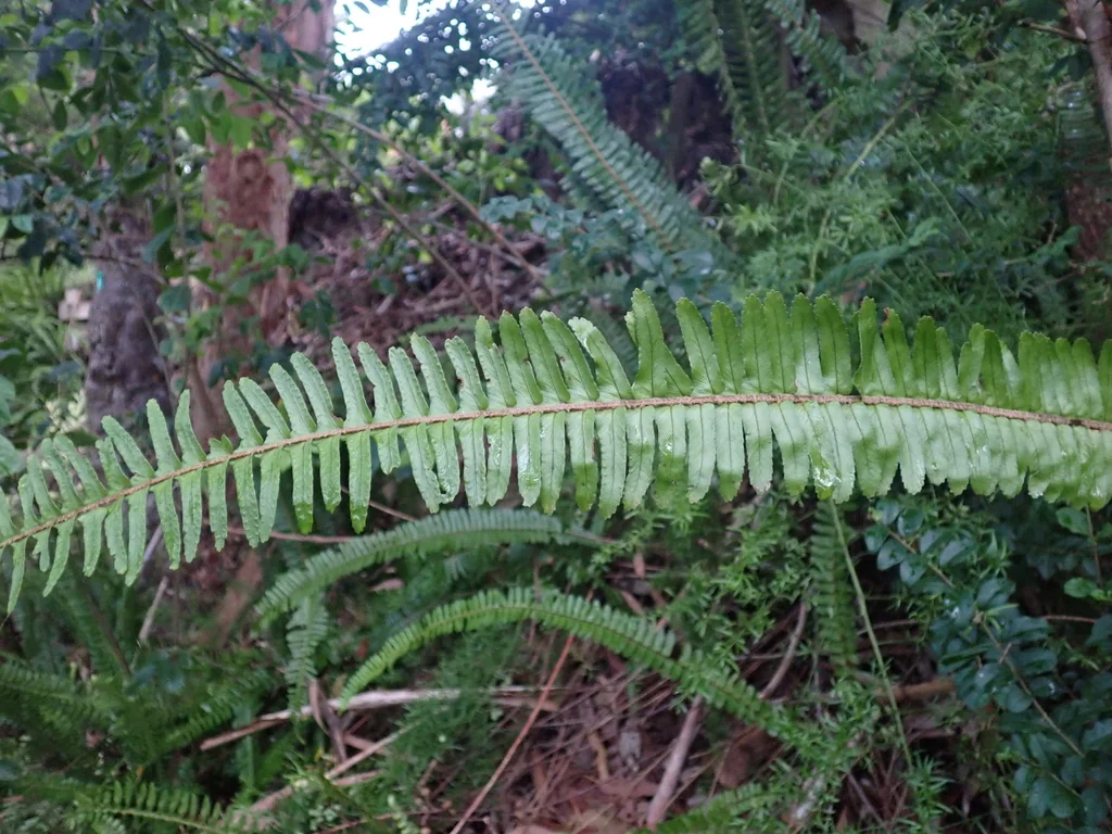 Nephrolepis cordifolia