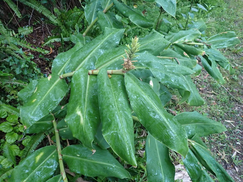 Hedychium Gardnerianum