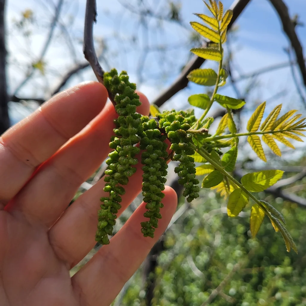 Juglans Californica