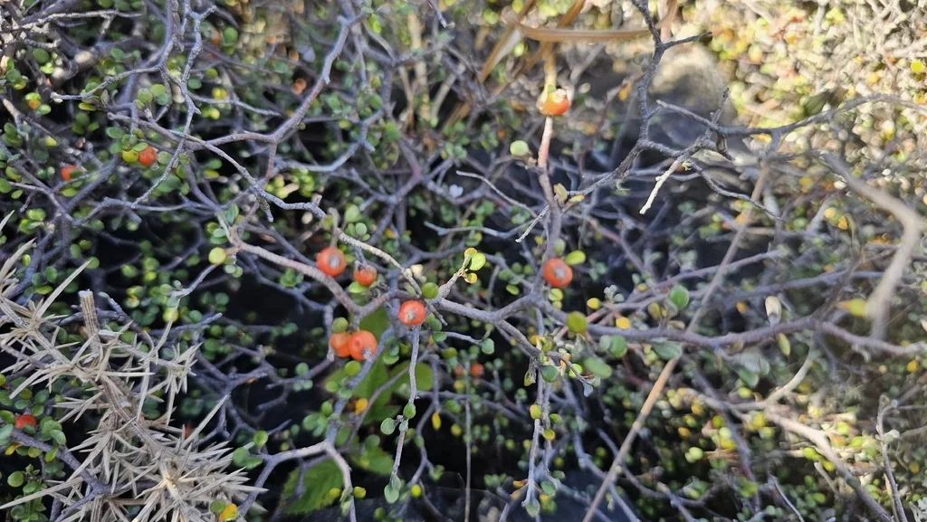 Corokia Cotoneaster