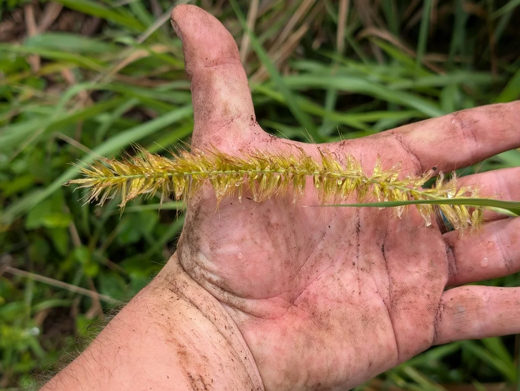 Pennisetum Purpureum