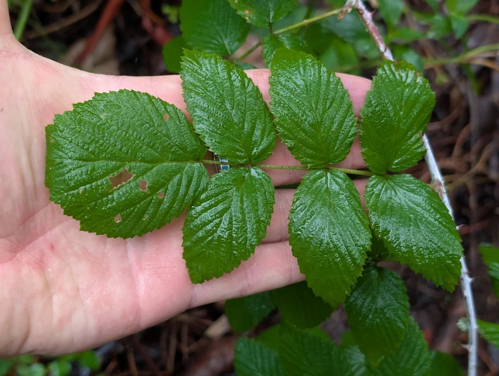 Rubus Niveus