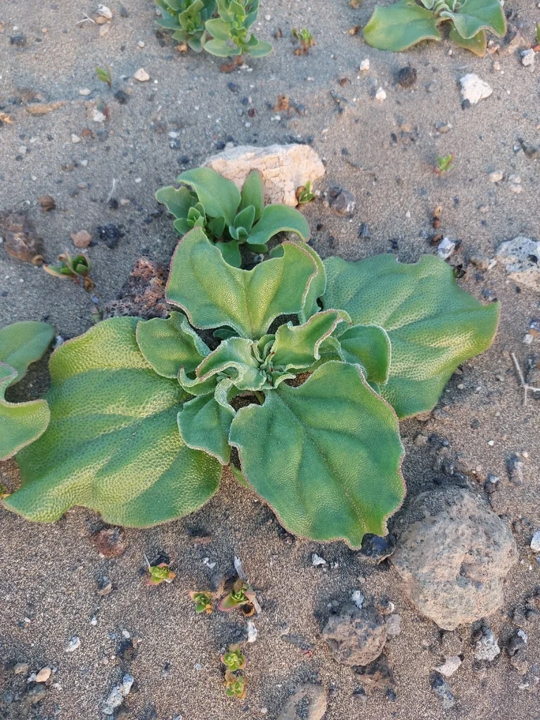 Mesembryanthemum Crystallinum