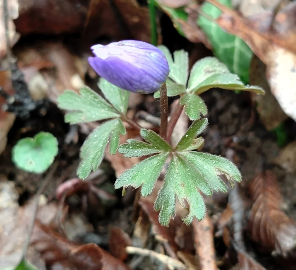 Anemone Blanda