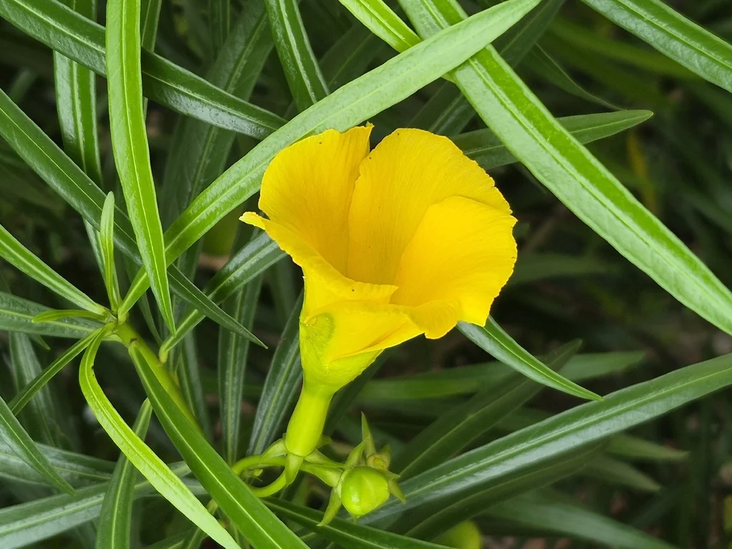 Thevetia Peruviana