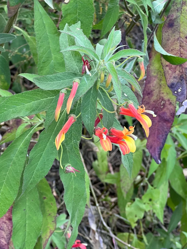 Lobelia Laxiflora