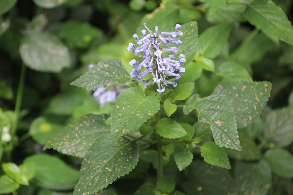 Plectranthus Zuluensis