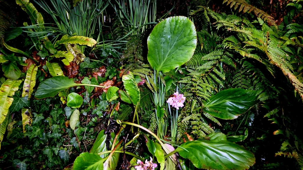 Bergenia Crassifolia