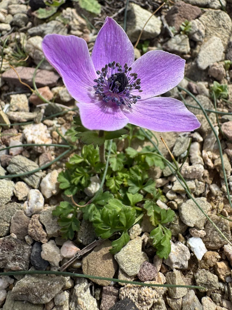 Anemone Coronaria
