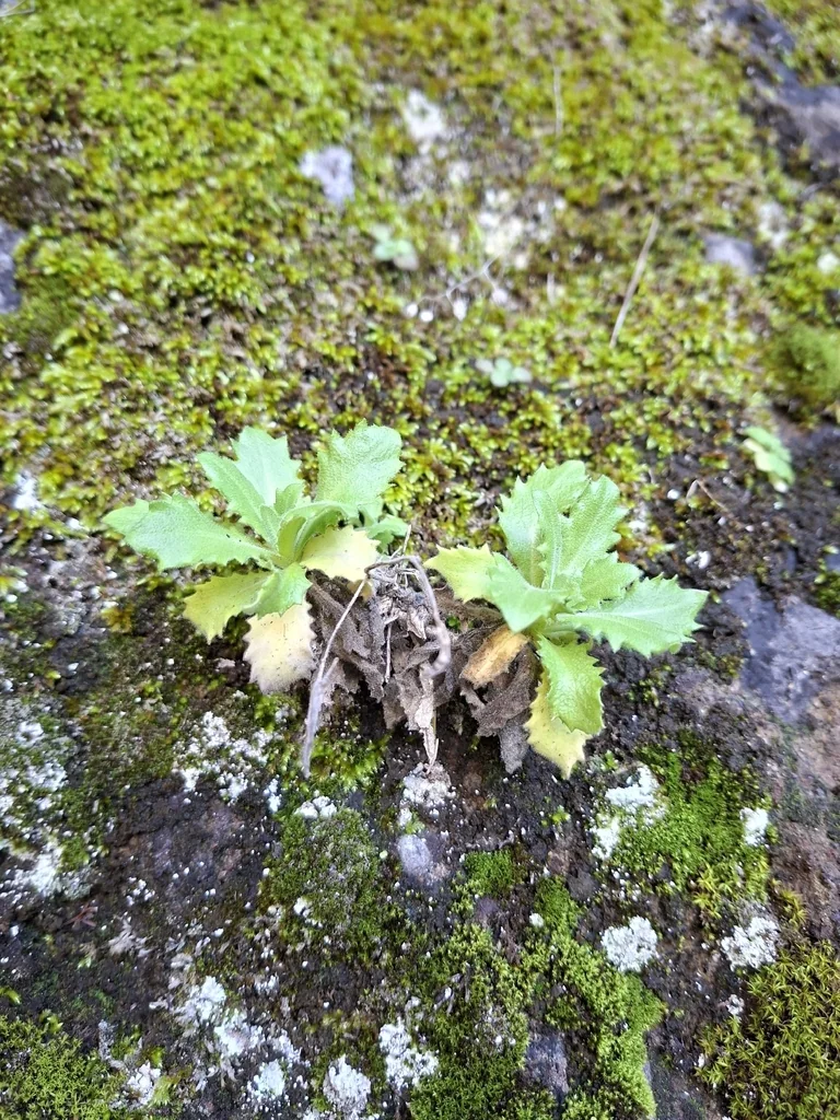 Arabis Caucasica