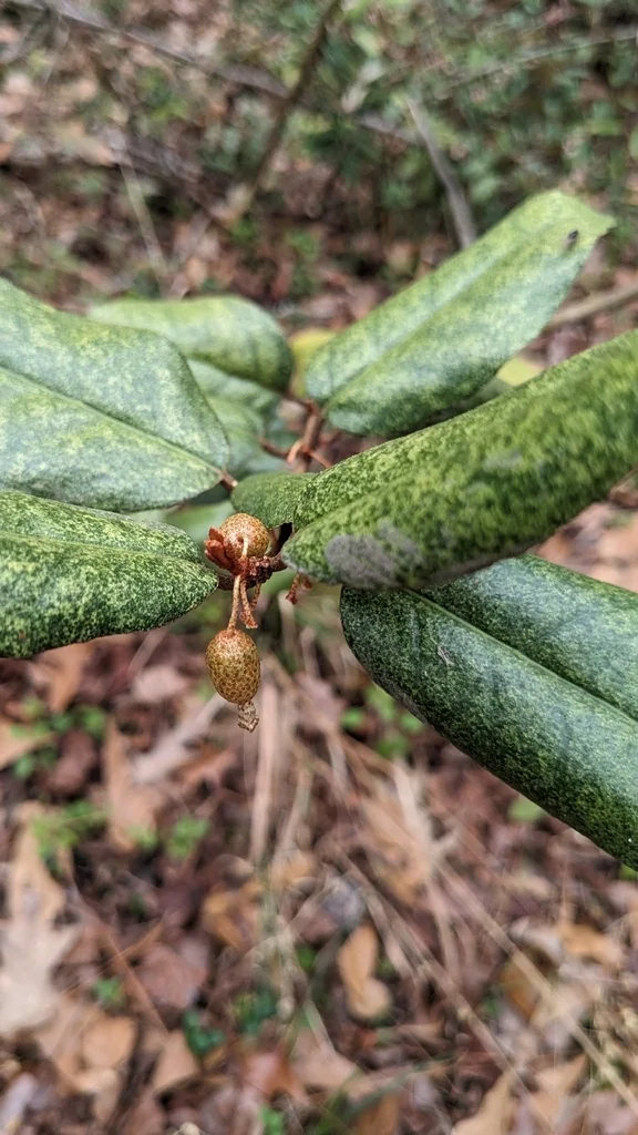 Elaeagnus Pungens