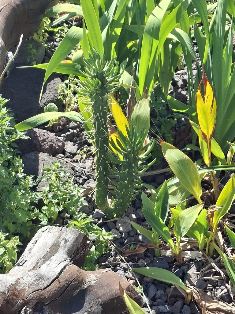 Opuntia Subulata