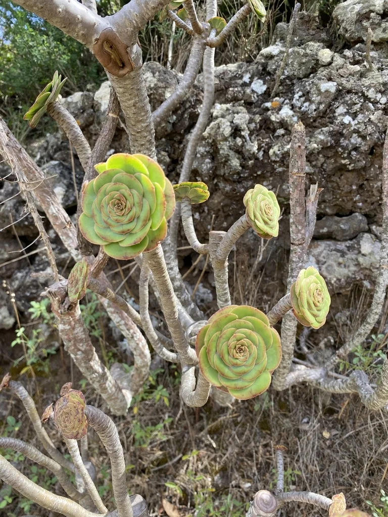 Aeonium Arboreum