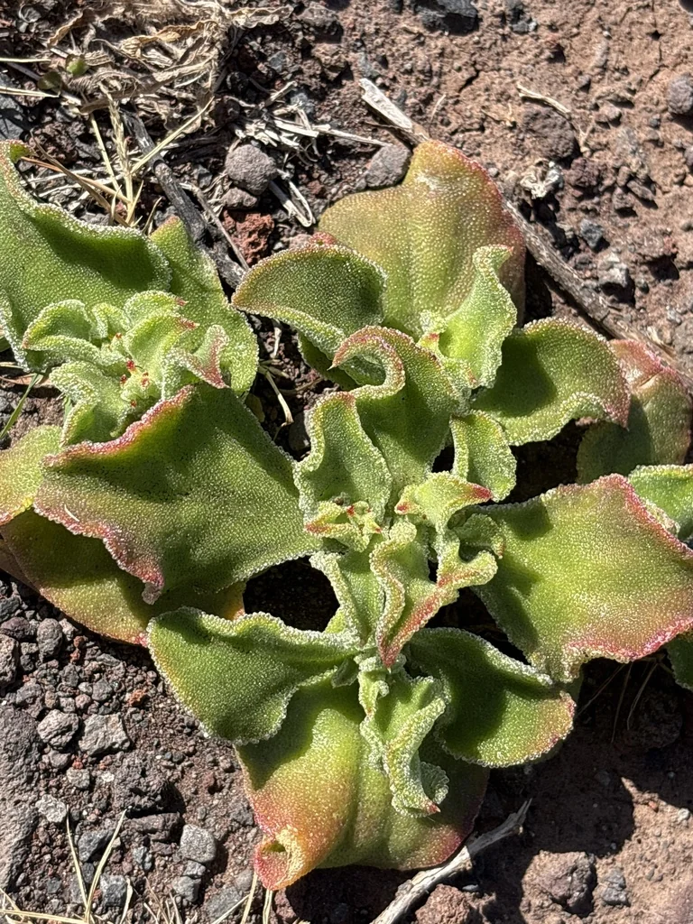 Mesembryanthemum Crystallinum