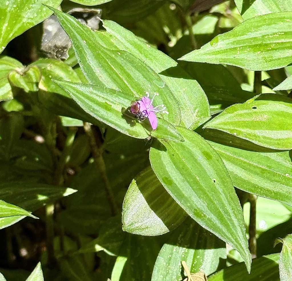 Tradescantia Zebrina