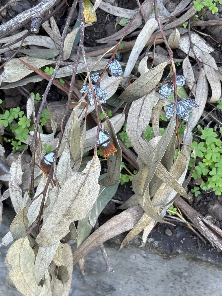 Eucalyptus Globulus