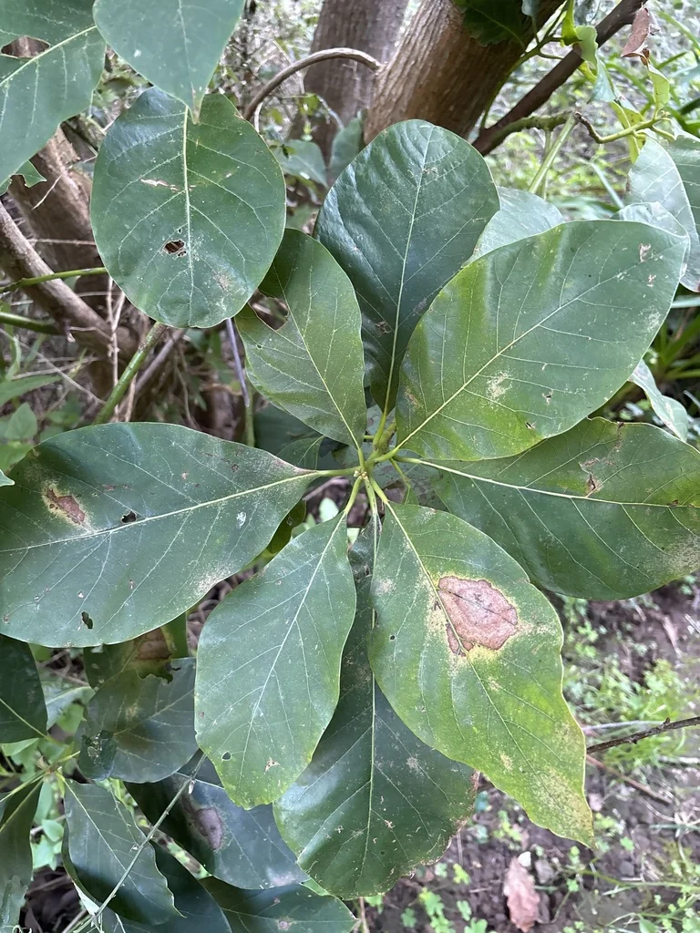 Persea Americana