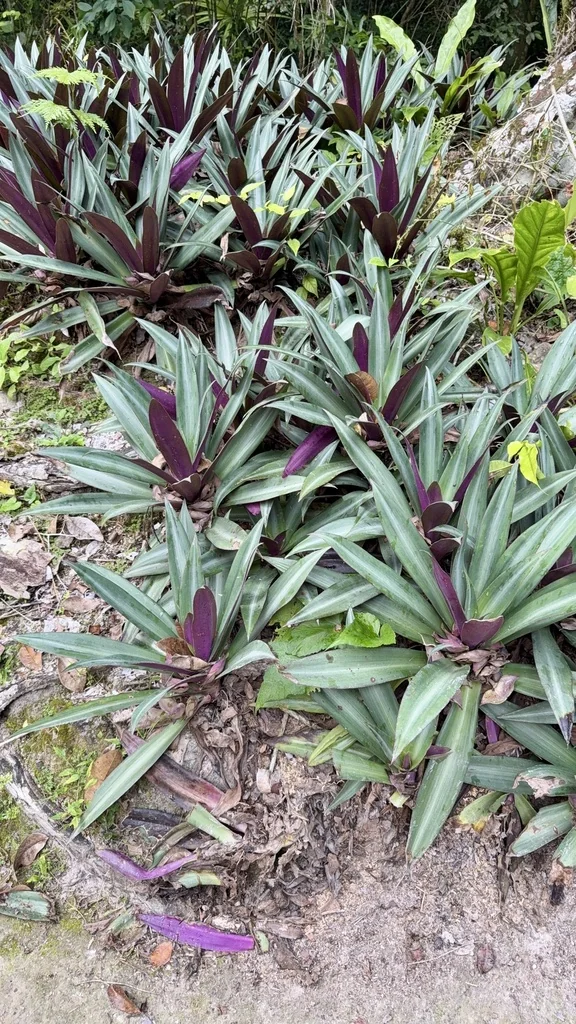 Tradescantia Spathacea