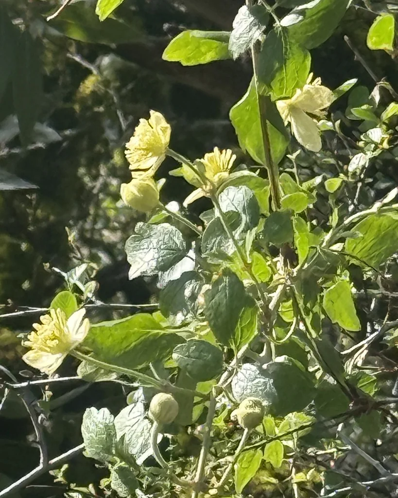 Clematis Lasiantha
