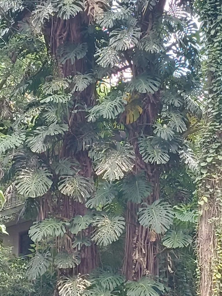 Monstera deliciosa