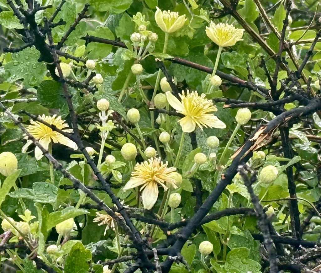 Clematis Lasiantha