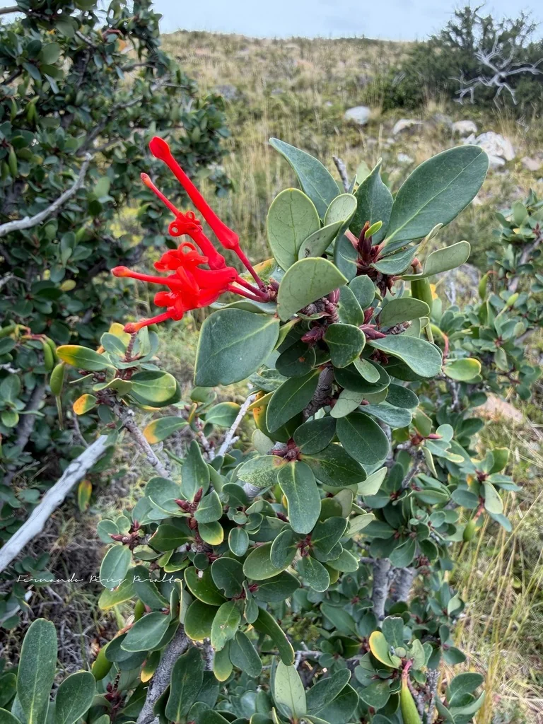 Embothrium Coccineum